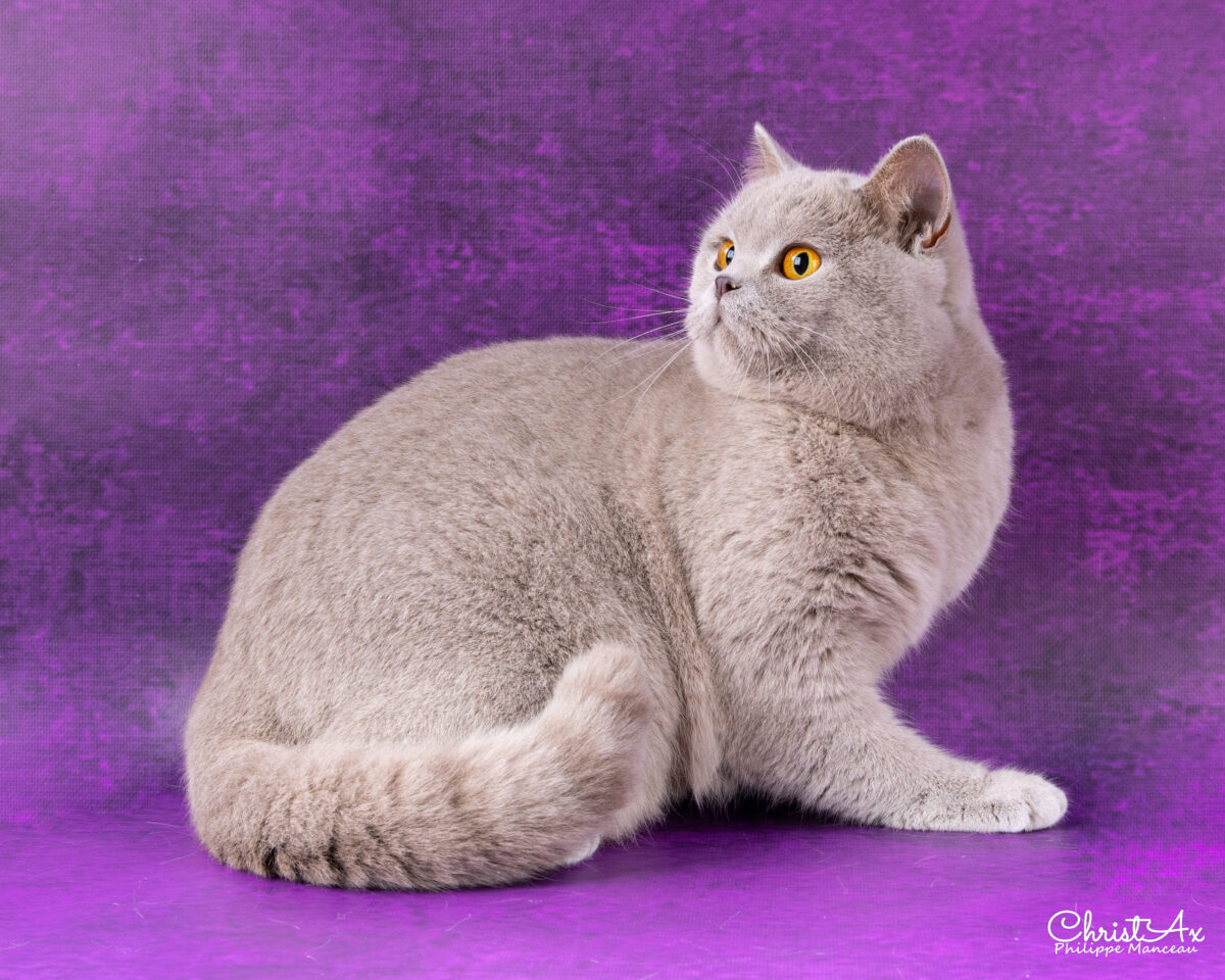 Unicorn de  Léomile, femelle british shorthair lilas – Image 10