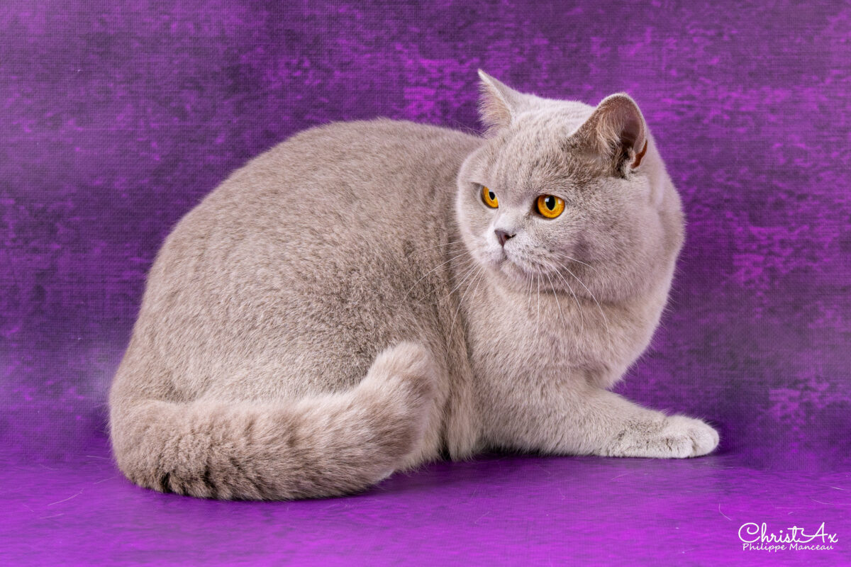 Unicorn de  Léomile, femelle british shorthair lilas – Image 9