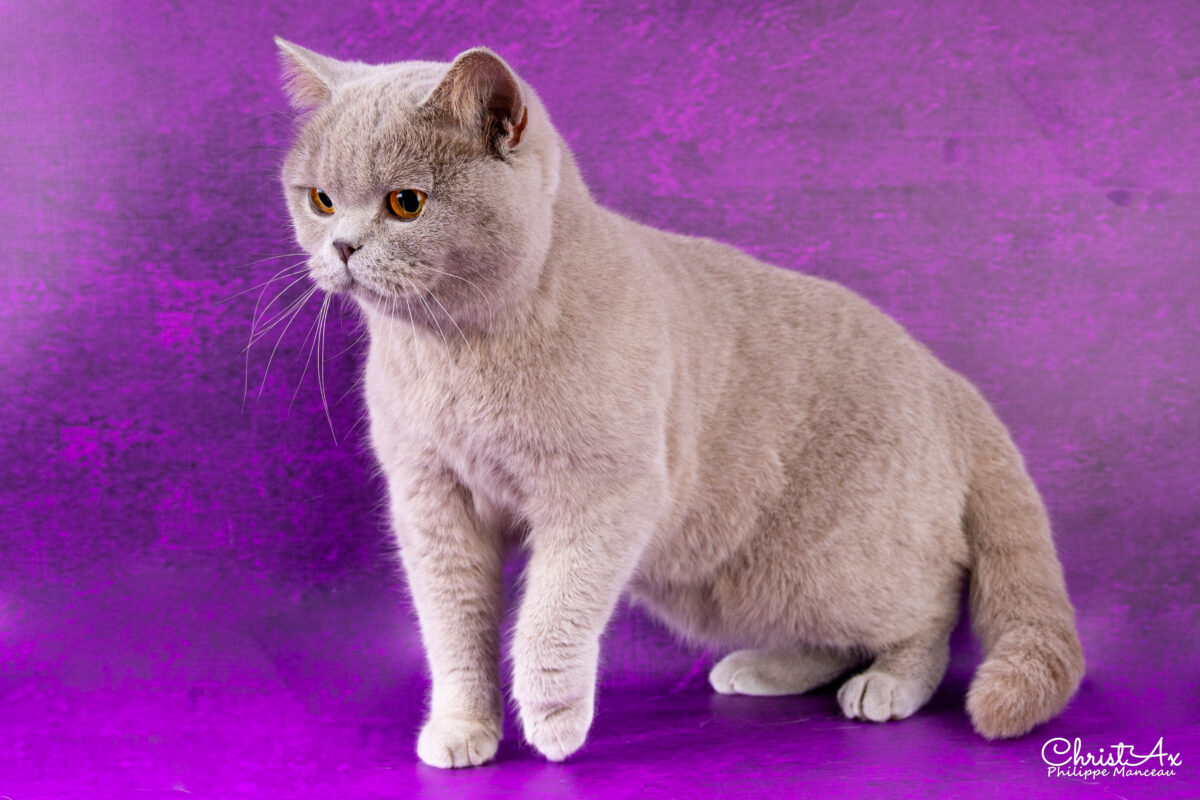 Unicorn de  Léomile, femelle british shorthair lilas – Image 8