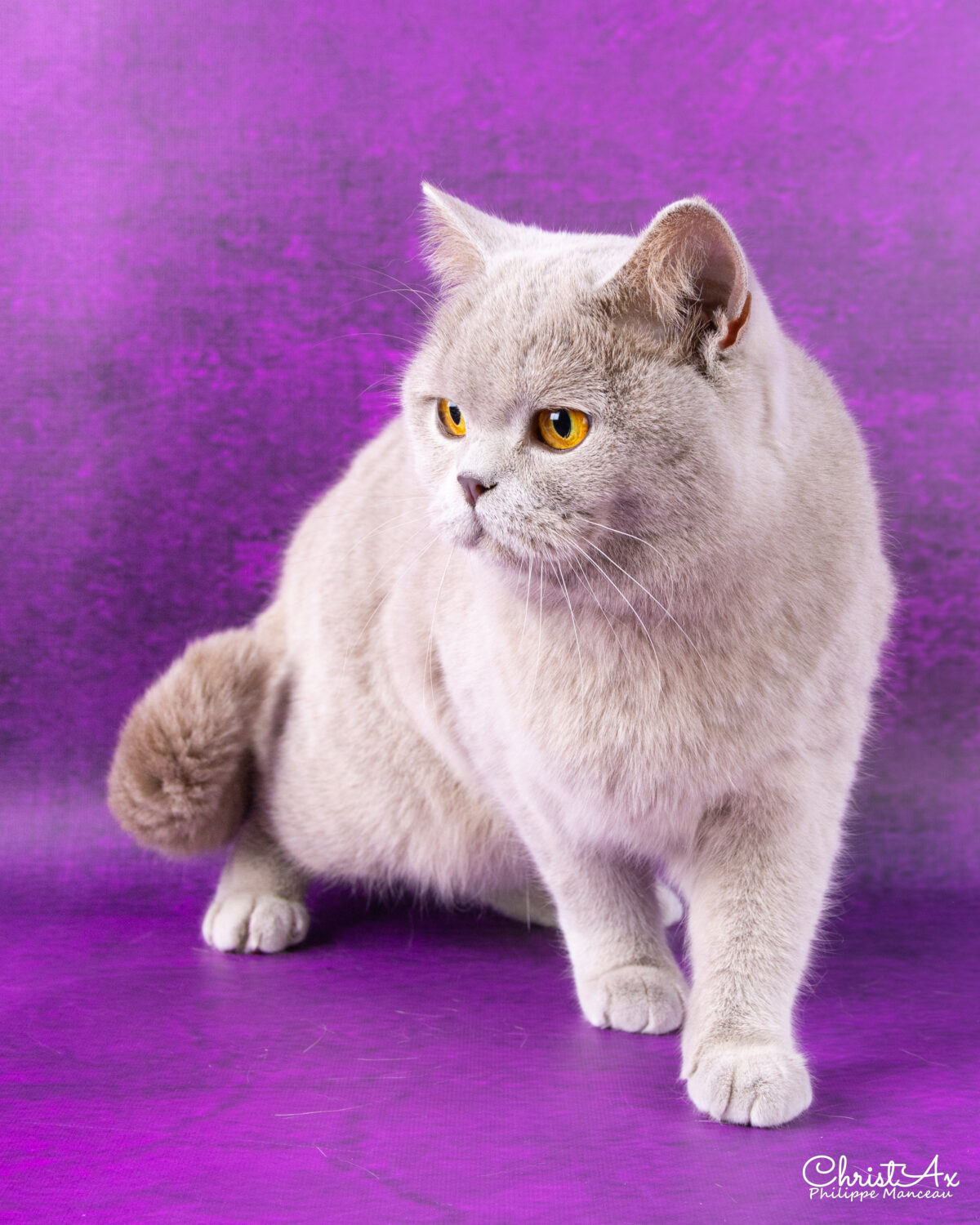 Unicorn de  Léomile, femelle british shorthair lilas – Image 7