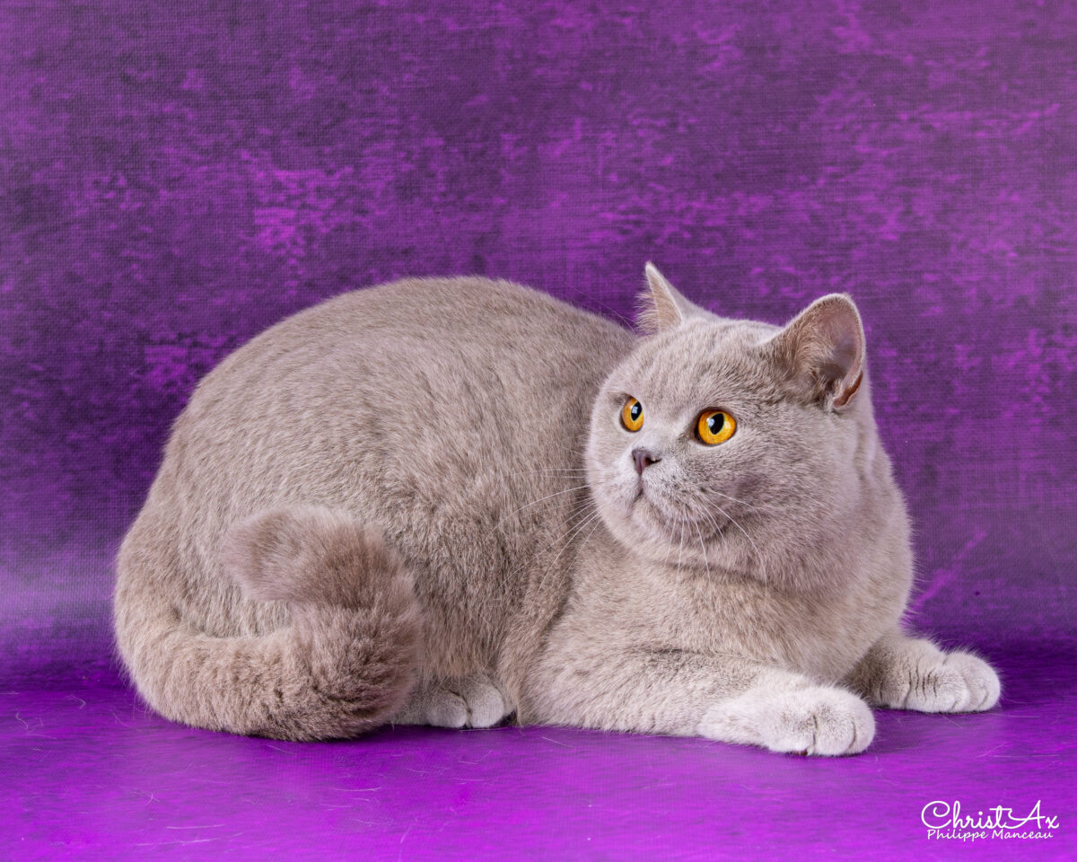 Unicorn de  Léomile, femelle british shorthair lilas – Image 6