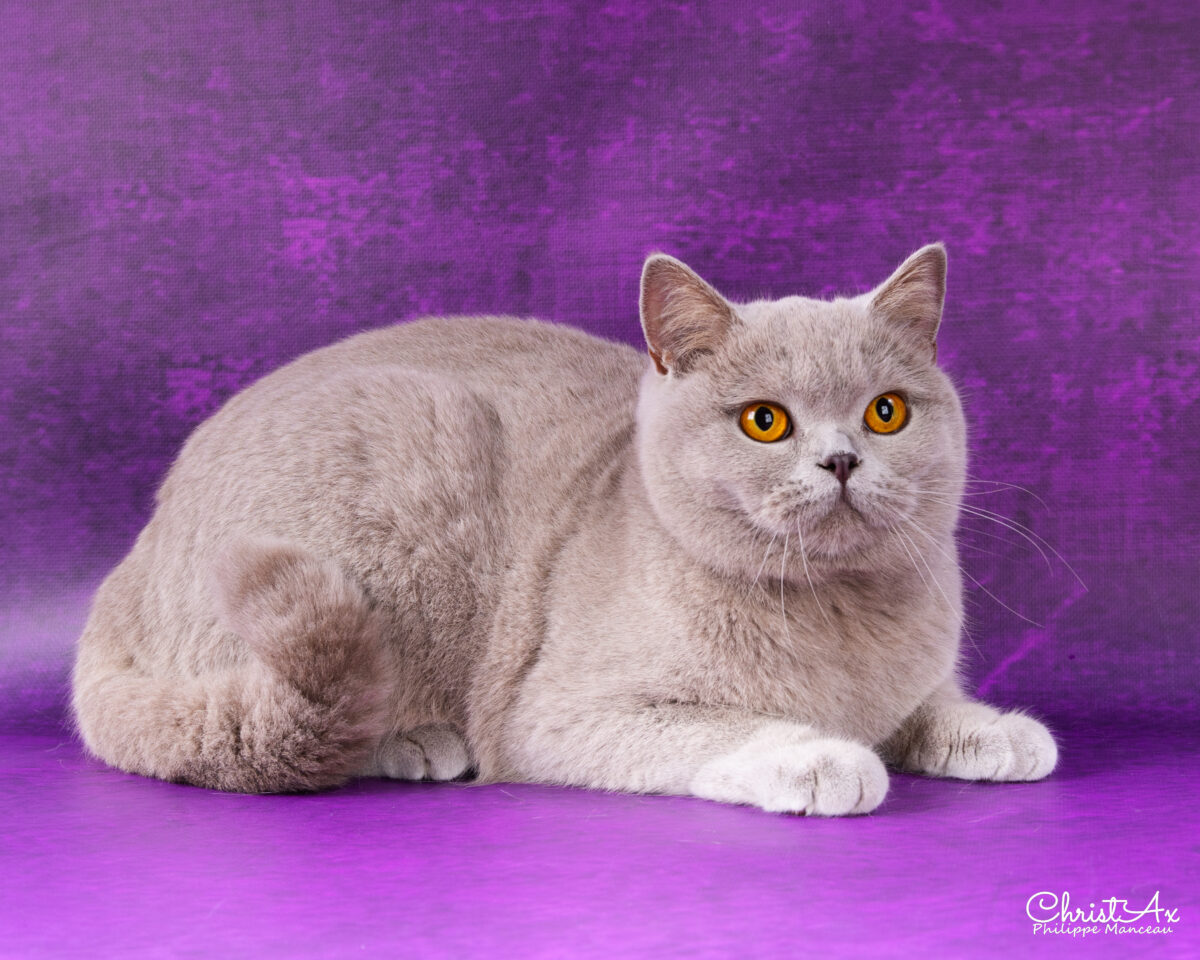 Unicorn de  Léomile, femelle british shorthair lilas