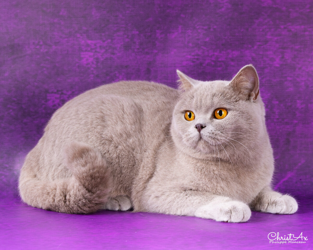 Unicorn de  Léomile, femelle british shorthair lilas – Image 4