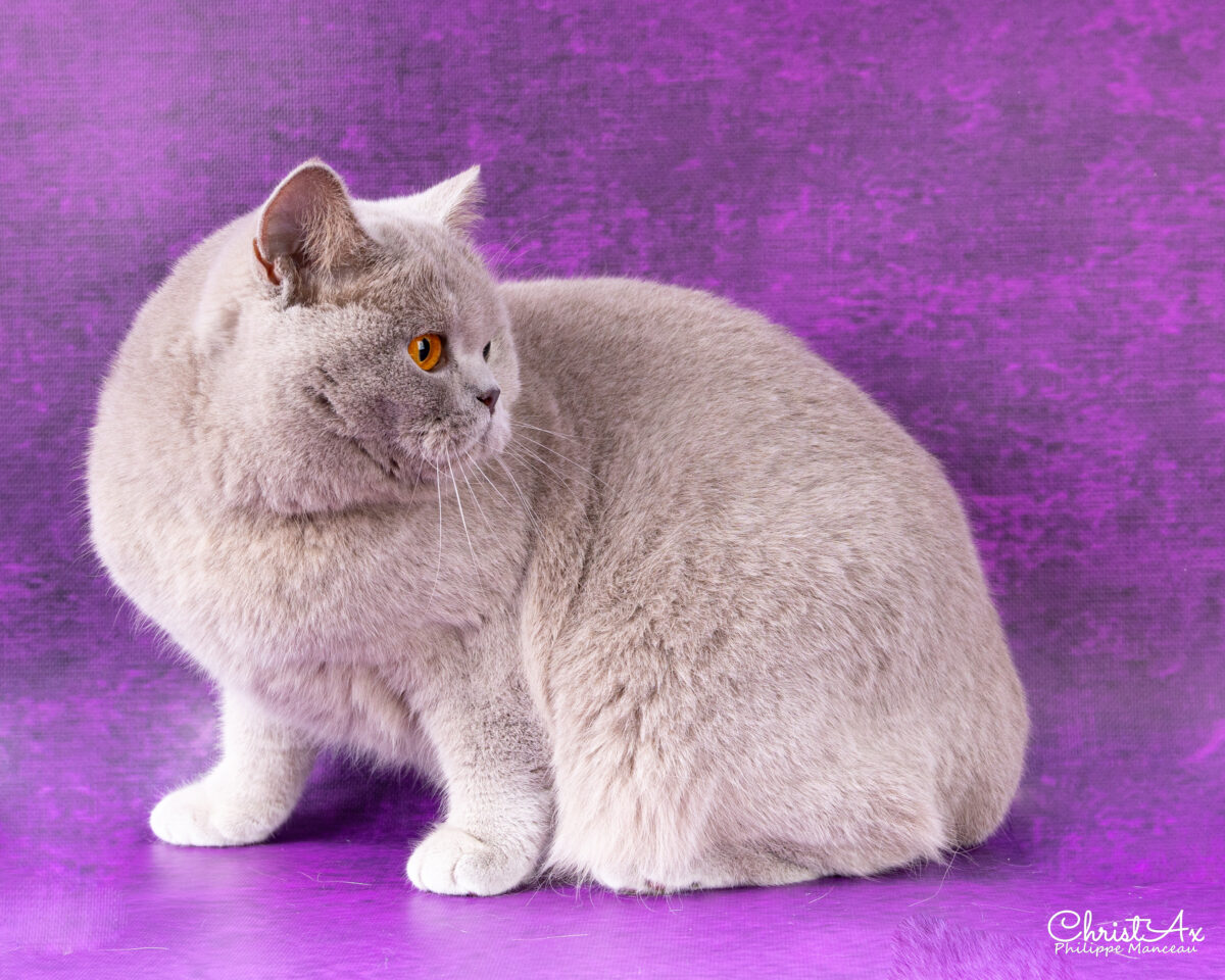 Unicorn de  Léomile, femelle british shorthair lilas – Image 3